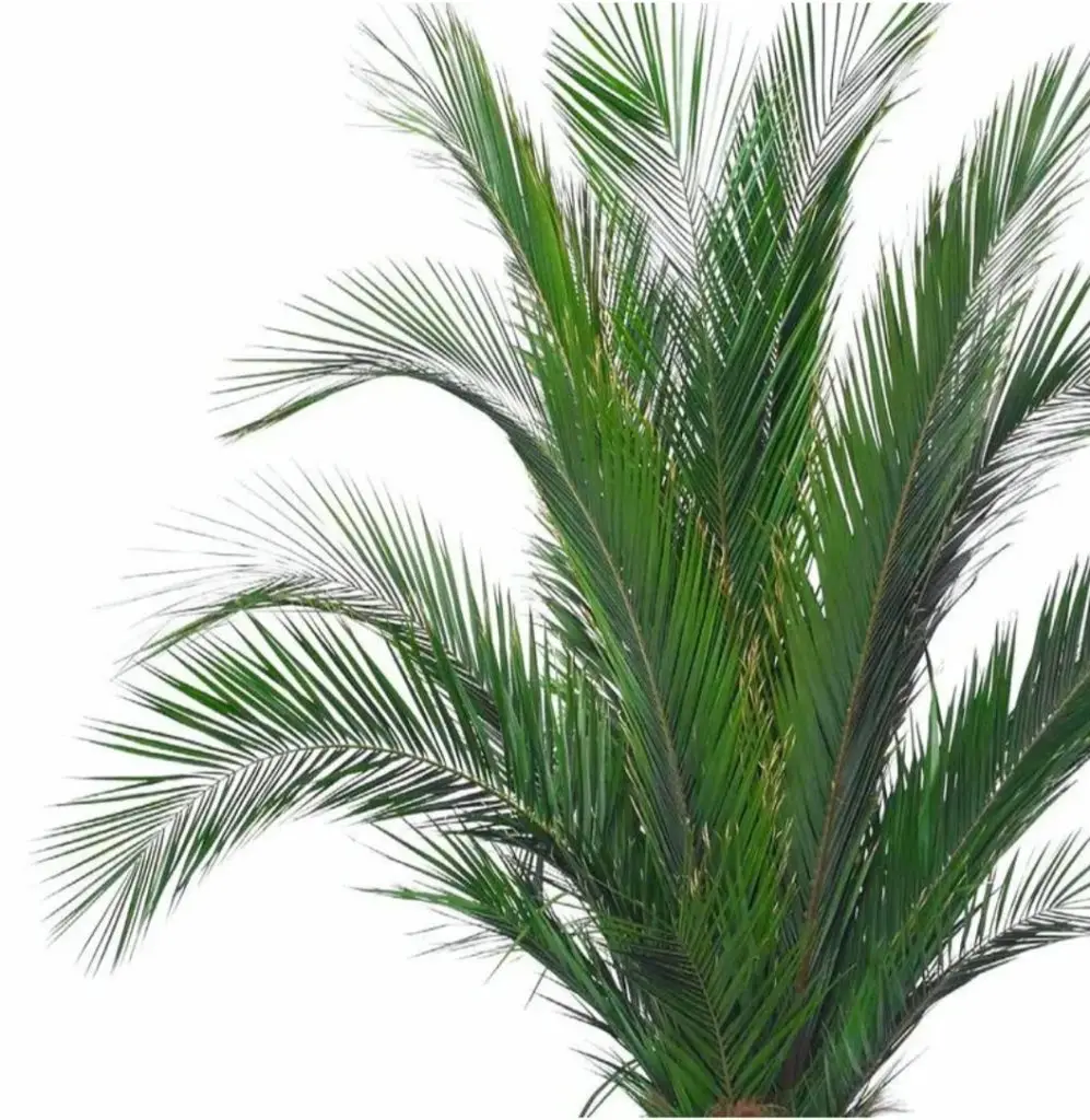 EVIGR palme